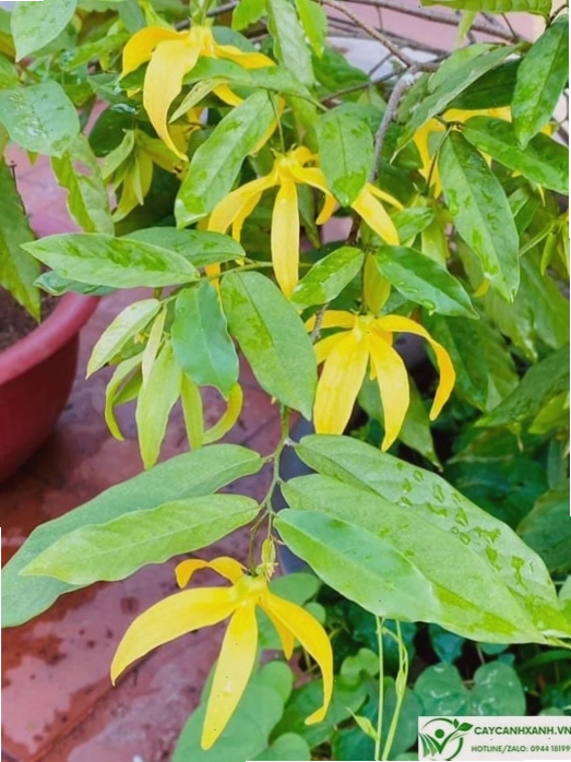 Hoa dẻ chín vàng thơm nức mũi khi chín