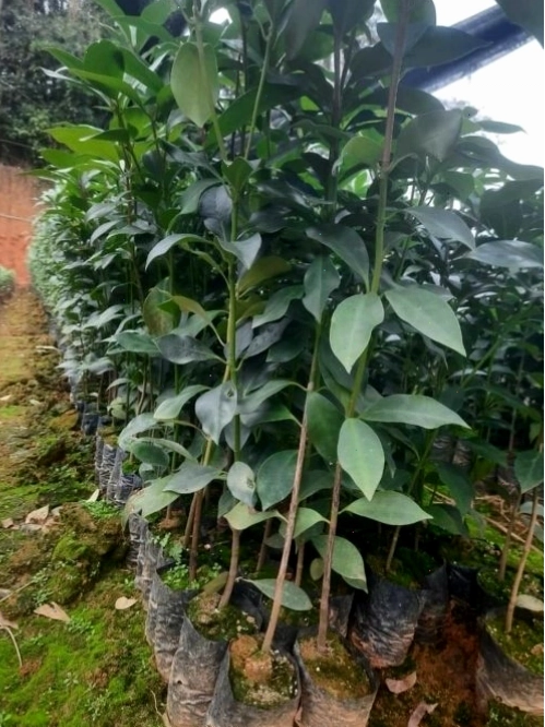 Hoa hồi khô sau thu hoạch có mùi thơm đặc trưng