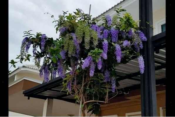 Hoa mai xanh Thái nở rộ vào mùa xuân hè