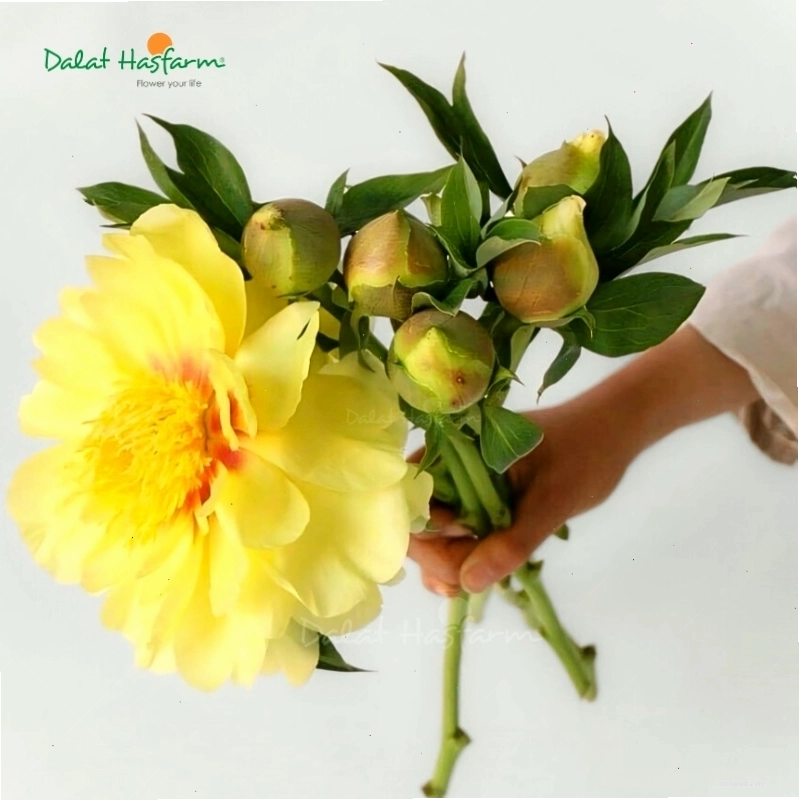 Hoa mẫu đơn Peony vàng rực rỡ