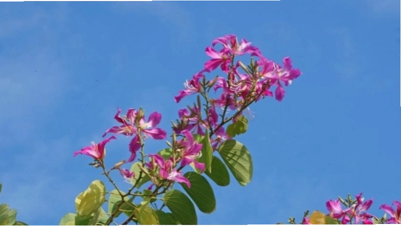 Hoa móng bò tím nở thành chùm rực rỡ