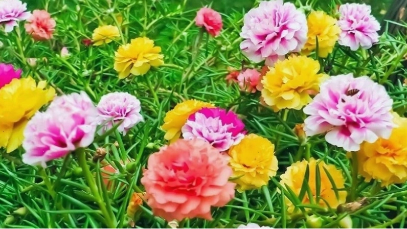 Hoa mười giờ Thái với cánh hoa nhiều lớp, giống mẫu đơn thu nhỏ