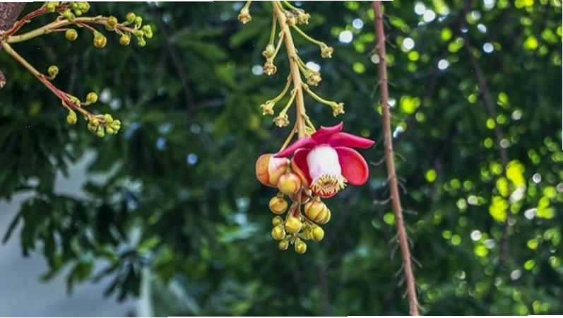Hoa sala có màu sắc rực rỡ nổi bật