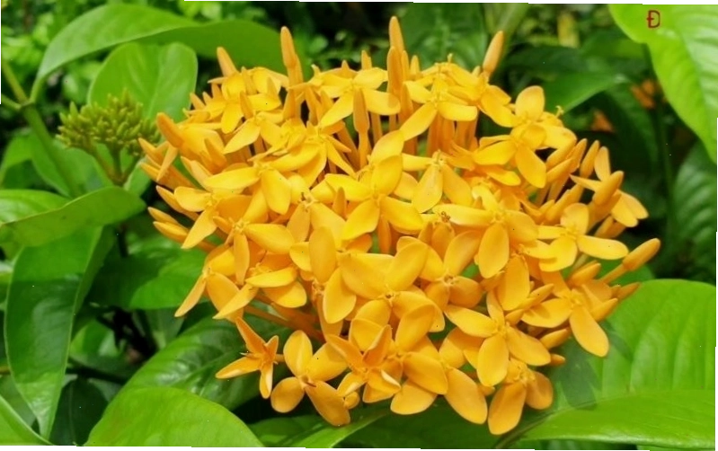 Hoa trang vàng rực rỡ, mang đến sự ấm áp