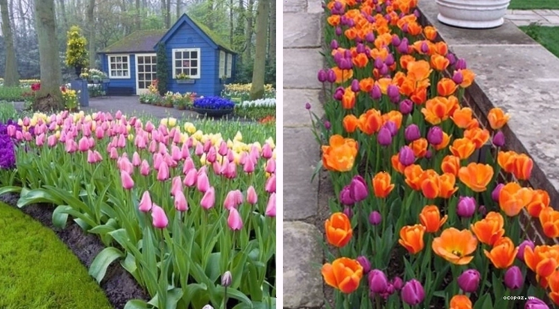 Hoa tulip trong thảm hoa kết hợp với viền gạch trang trí