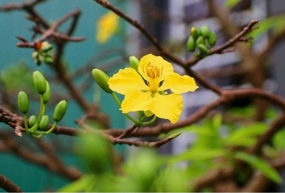 Hoàng Mai nổi bật với sắc vàng rực rỡ, tượng trưng cho sự cao quý