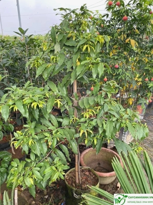 Hướng dẫn các bước trồng và chăm sóc cây hoa dẻ tại nhà