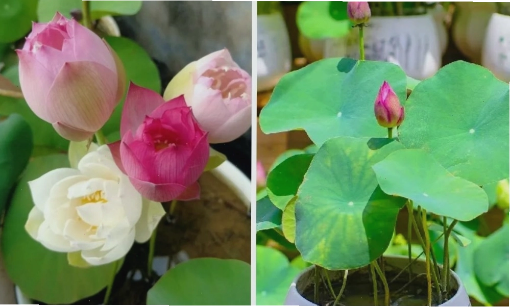 Hướng dẫn cách trồng sen Nhật mini