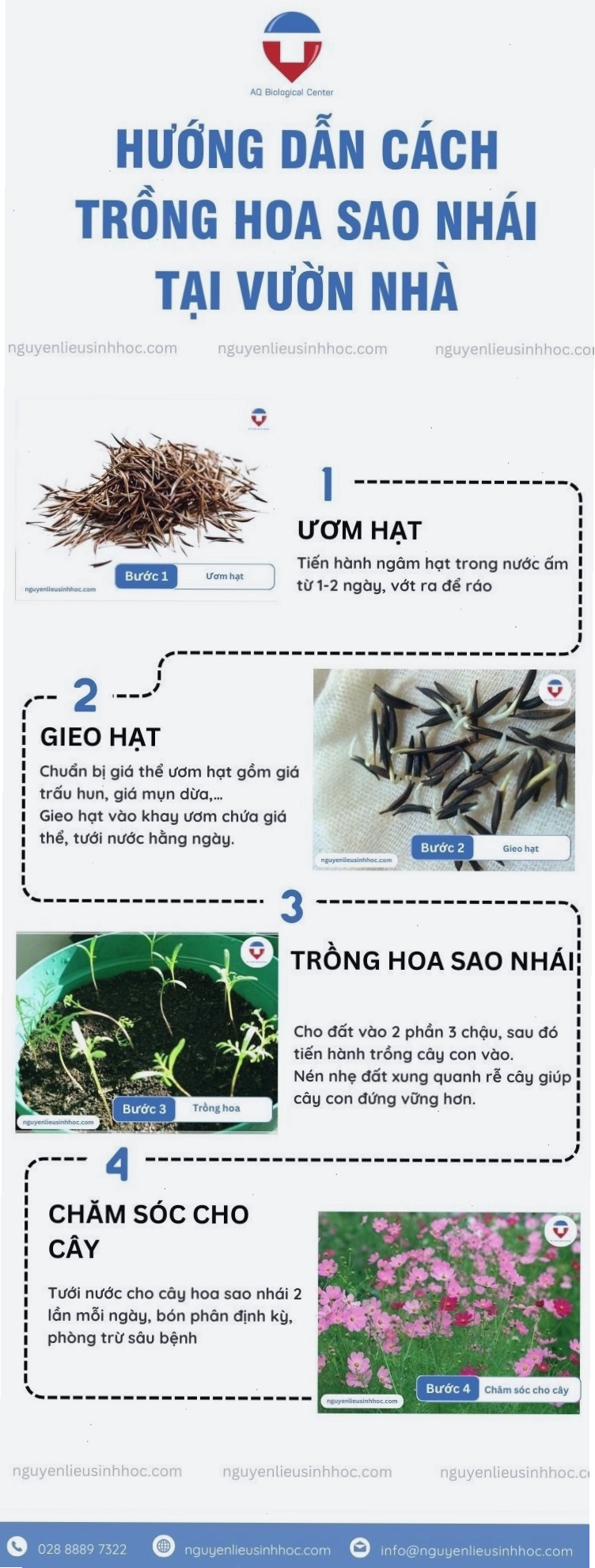 Hướng dẫn cách trồng và chăm sóc hoa sao nhái tại nhà