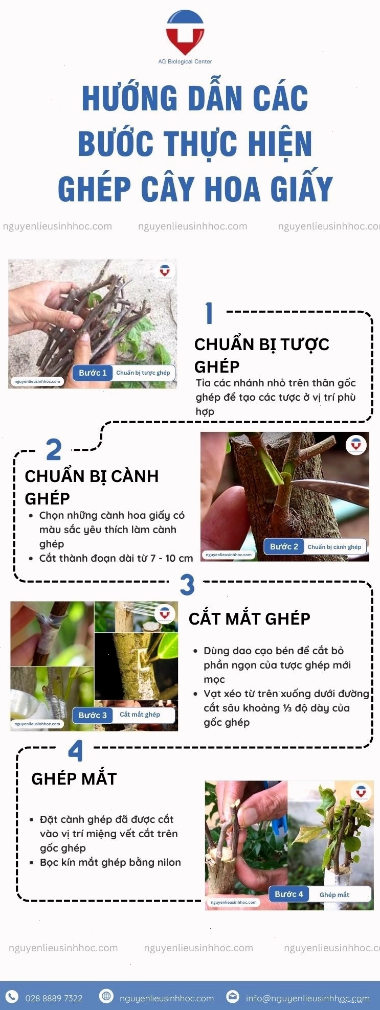 Hướng dẫn chi tiết các bước thực hiện cách ghép cây hoa giấy