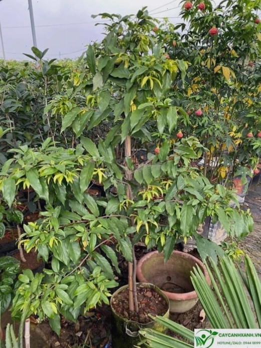 Hướng dẫn chi tiết cách trồng và chăm sóc cây hoa dẻ
