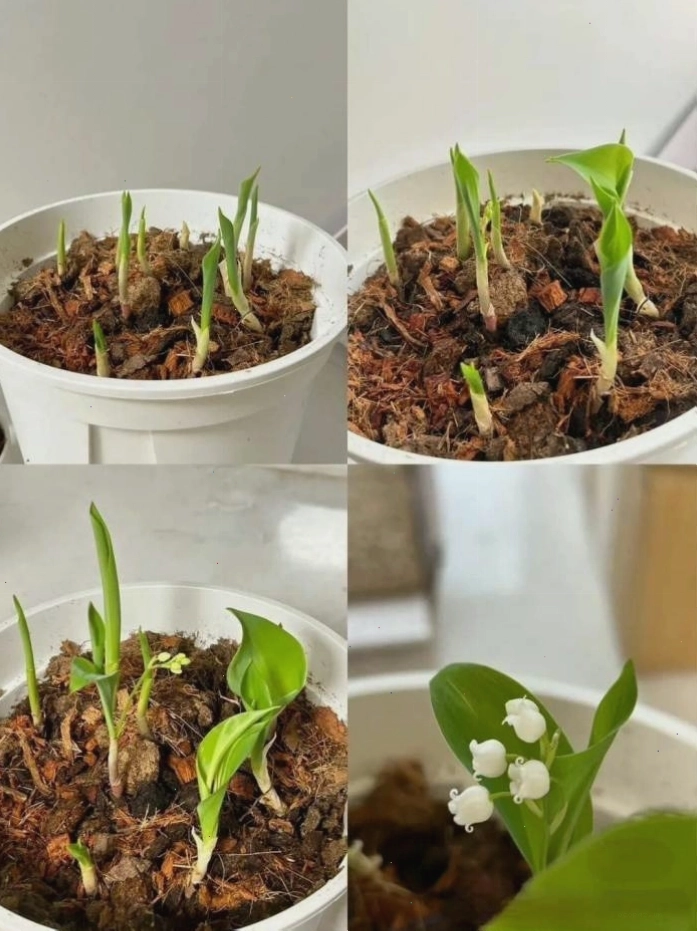 Hướng dẫn kỹ thuật trồng và chăm sóc cây hoa linh lan