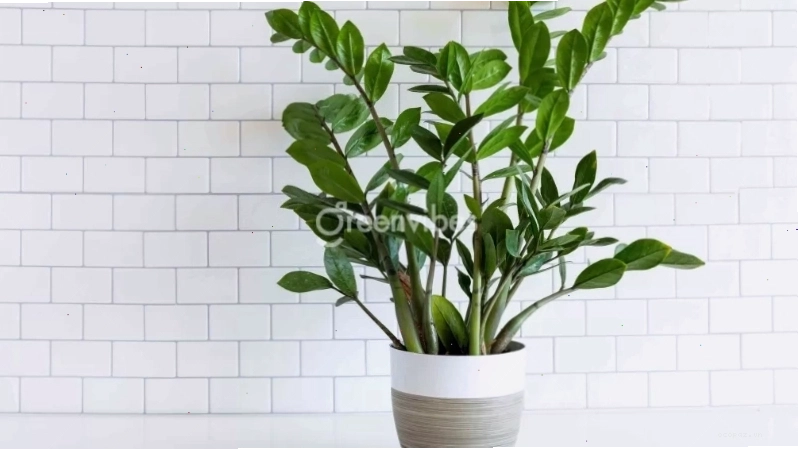 Kệ nhiều tầng để đặt chậu cây trên ban công