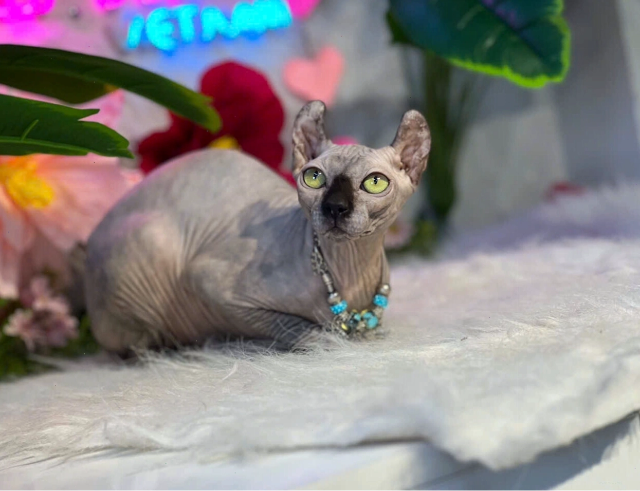 Kết thúc bài viết về giá mèo Sphynx