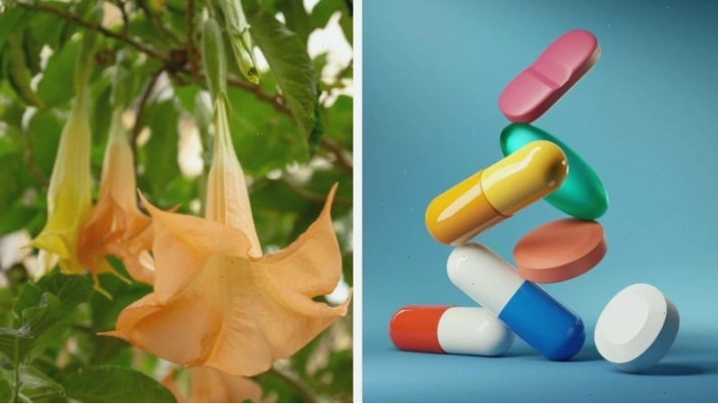 Không dùng đồng thời hoa chuông với thuốc kháng cholinergic vì có thể tăng nguy cơ gặp tác dụng phụ