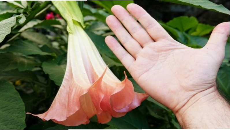 Không nên sử dụng bất kì bộ phận nào của hoa chuông để làm thuốc khi chưa có sự hướng dẫn từ bác sĩ