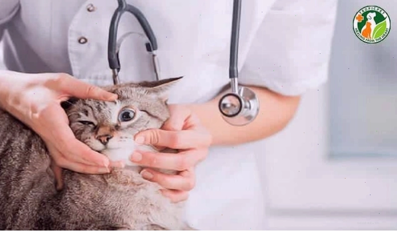 Kiểm tra sức khỏe định kỳ cho mèo