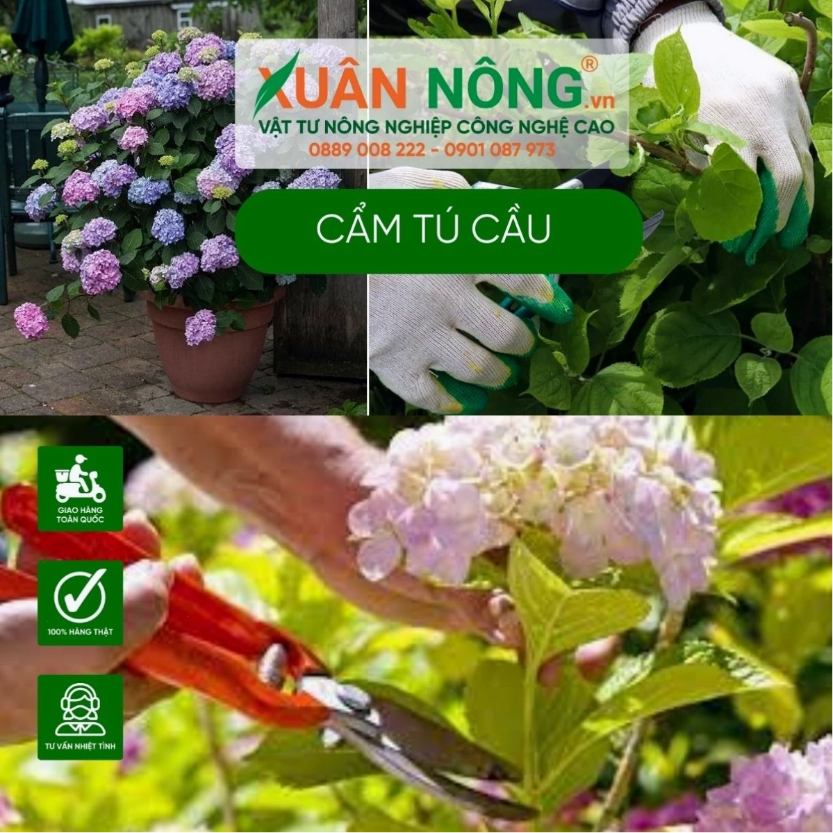 Kỹ thuật cắt tỉa cành cẩm tú cầu đúng thời điểm