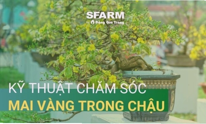 Kỹ thuật chăm sóc cây cảnh ra hoa