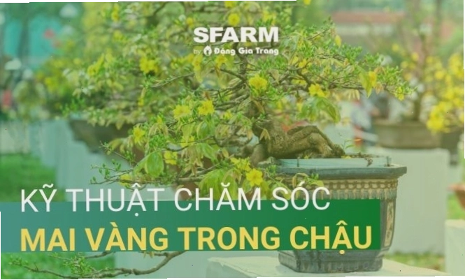 Kỹ thuật chăm sóc mai vàng trong chậu