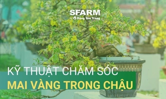 Kỹ thuật chăm sóc mai vàng trong chậu để kích nụ hiệu quả