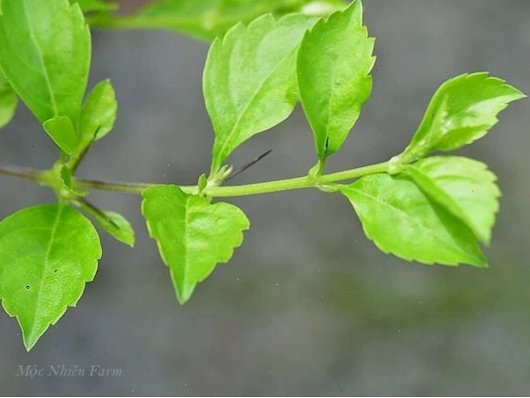 Lá cây chuỗi ngọc có màu xanh mướt