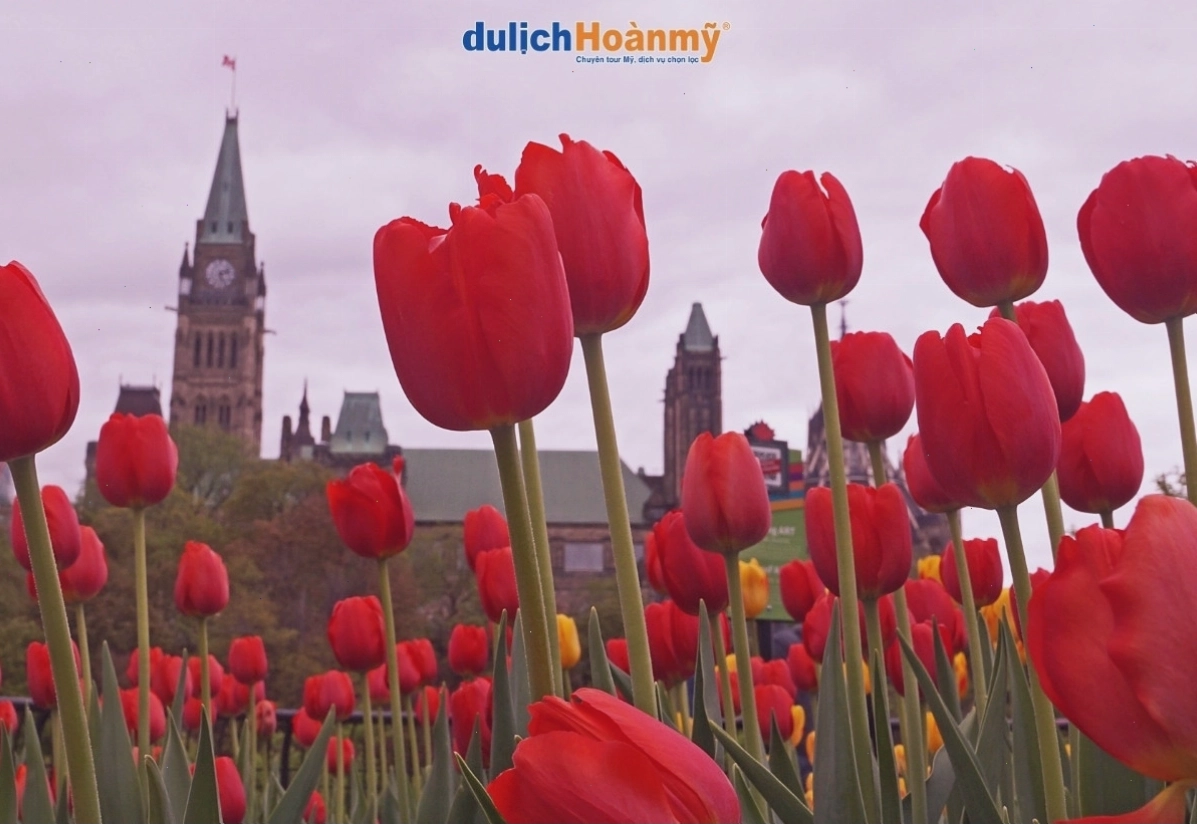 Lễ hội hoa Tulip Ottawa Canada