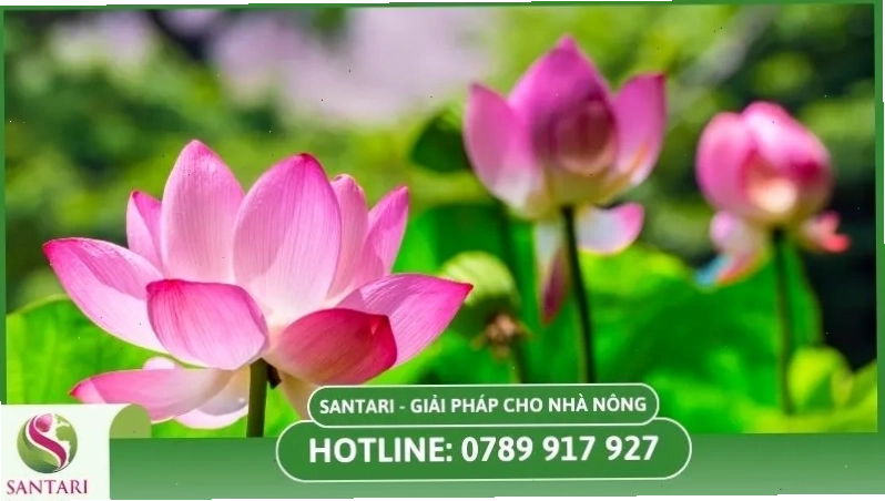 Lưu ý khi trồng sen và phòng bệnh