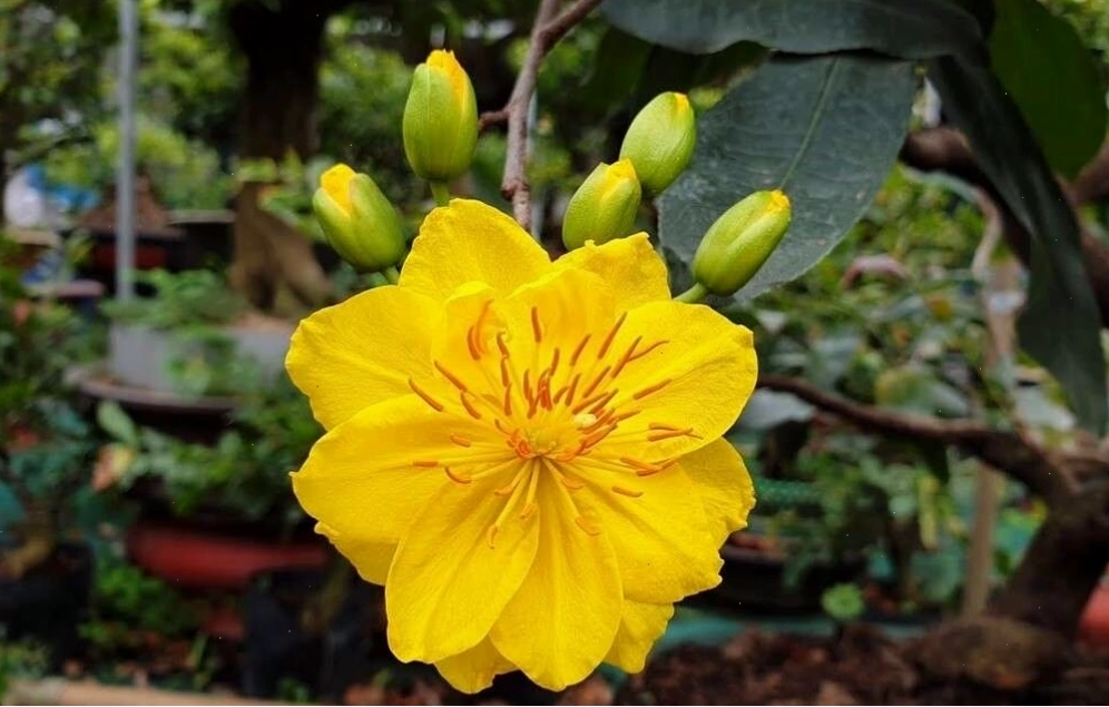 Mai Bình Định với cánh hoa dày và nở thành từng chùm, tạo vẻ đẹp ấn tượng