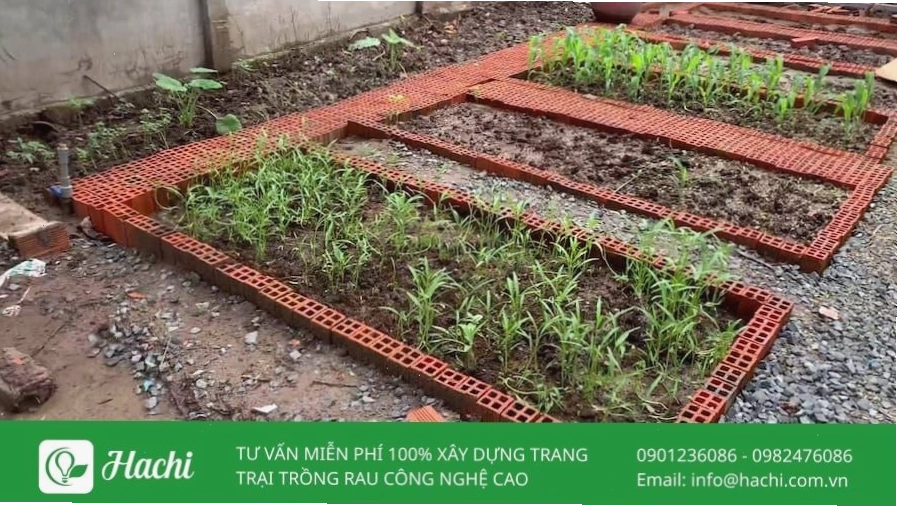Mẫu luống rau làm bằng gạch xếp cao, thẩm mỹ