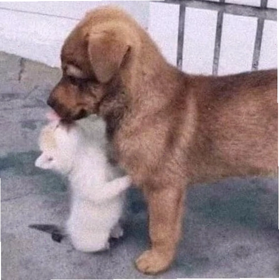 Meme an ủi hình ảnh mèo con đáng yêu