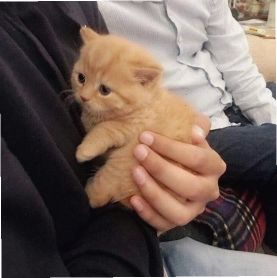 Meme an ủi mèo con, mang lại cảm giác ấm áp