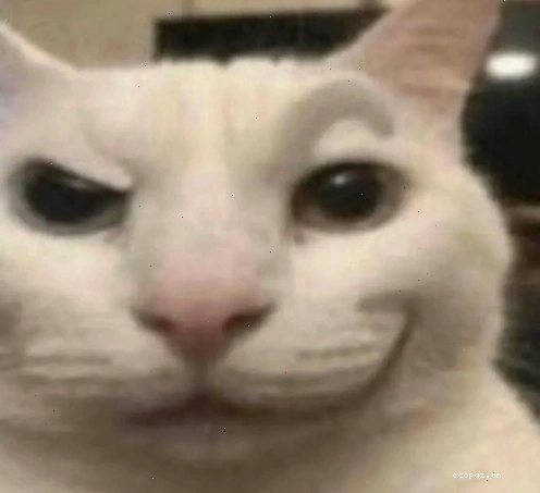Meme Cat The Rock