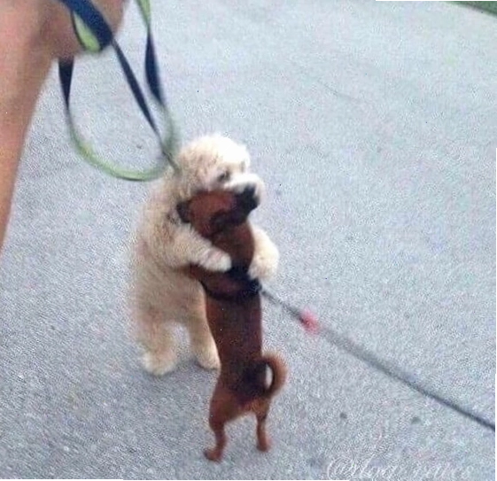 Meme chó an ủi với biểu cảm siêu cute
