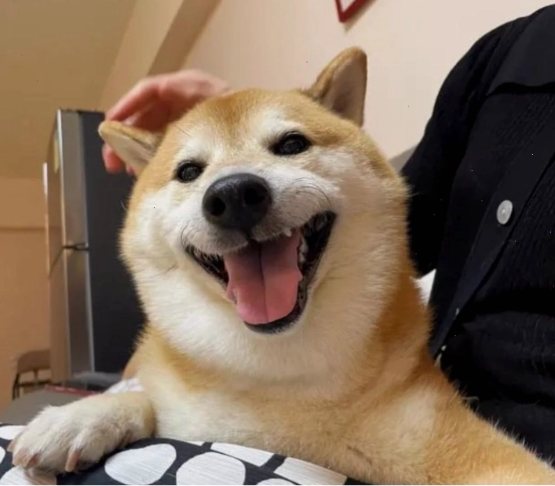 Meme chú chó hài hước