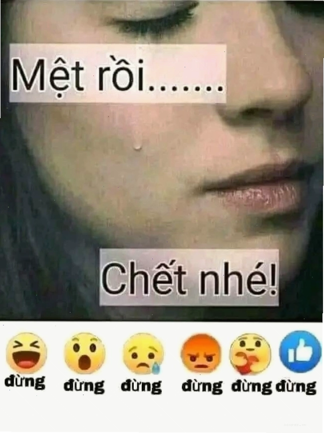 Meme chú mèo với ánh mắt ngơ ngác, không hiểu chuyện gì đang xảy ra