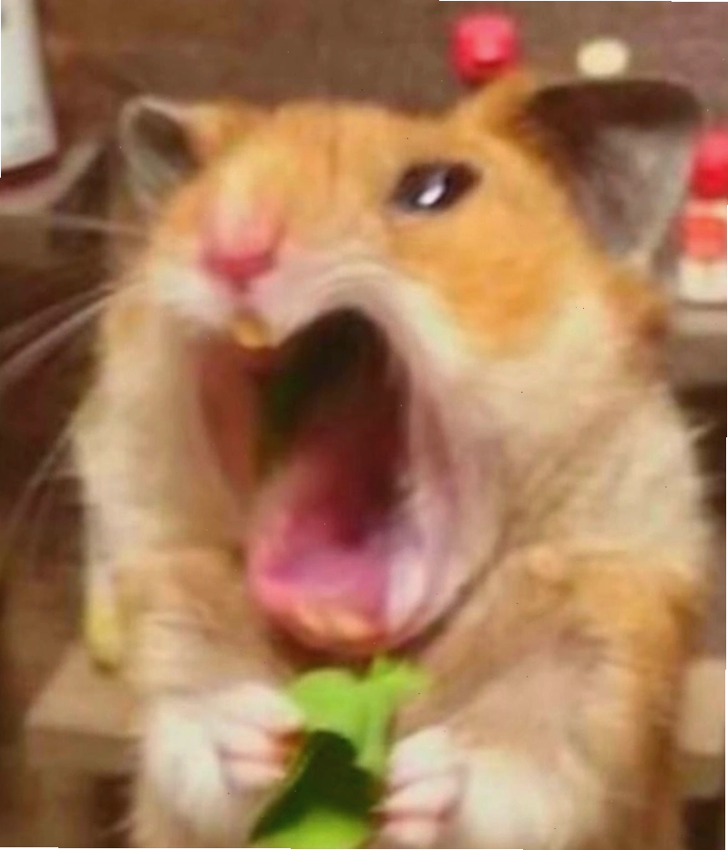 Meme chuột biểu cảm độc đáo