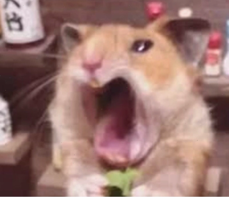 Meme chuột giơ tay xin thua