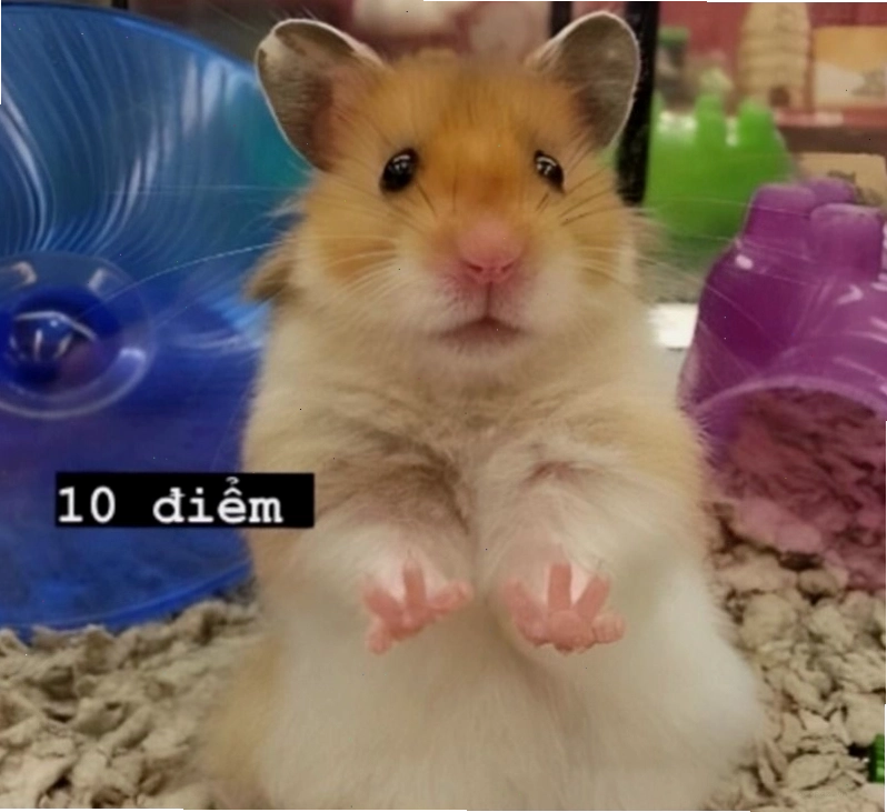 Meme chuột hamster biểu cảm hài hước