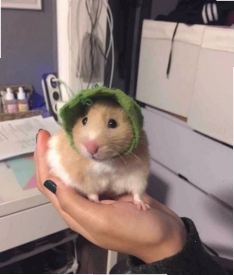 Meme chuột hamster với biểu cảm hài hước