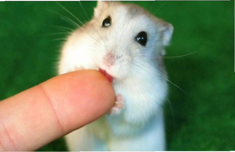 Meme chuột hamster với vẻ mặt đáng yêu