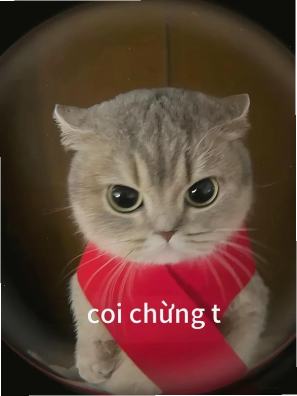 meme coi chừng tao phiên bản nhân vật hoạt hình
