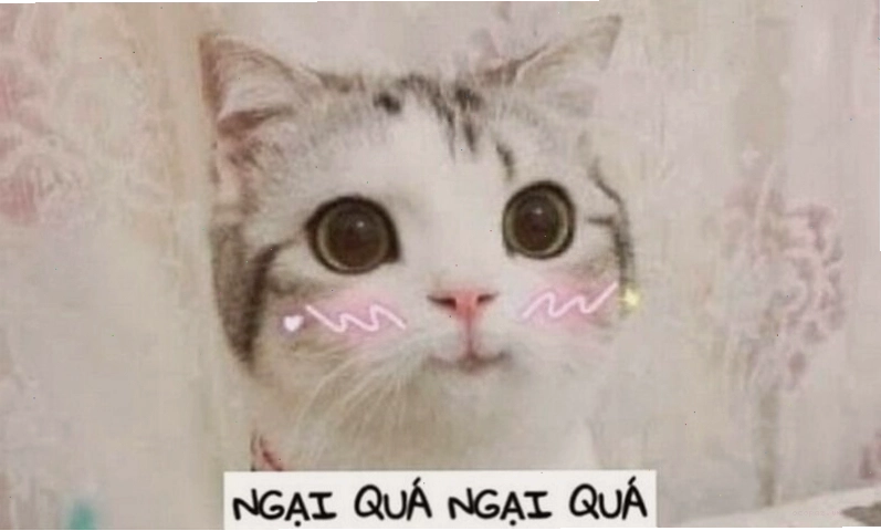 Meme động vật thể hiện sự ngại ngùng và bối rối