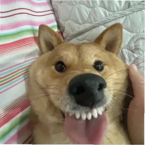 Meme hihi của thú cưng