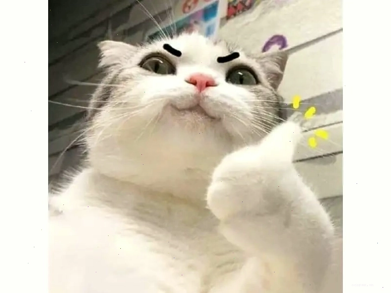 Meme mèo béo đang nằm dài trên sàn nhà với vẻ mặt mệt mỏi