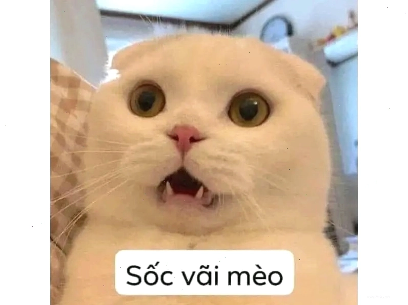 Meme mèo béo đang ngồi với biểu cảm ngơ ngác