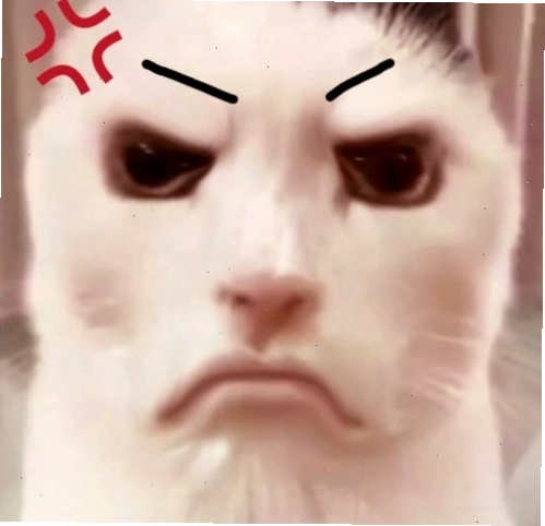 Meme mèo biểu cảm 'khó đỡ'