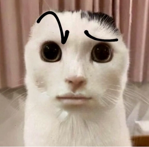 Meme mèo cam với biểu cảm The Rock