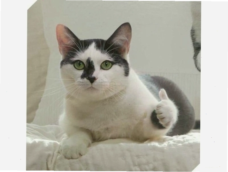 Meme mèo cute với biểu cảm ngơ ngác đáng yêu