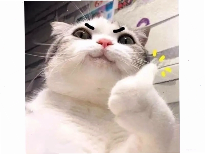 Meme mèo đang làm phiền chủ nhân